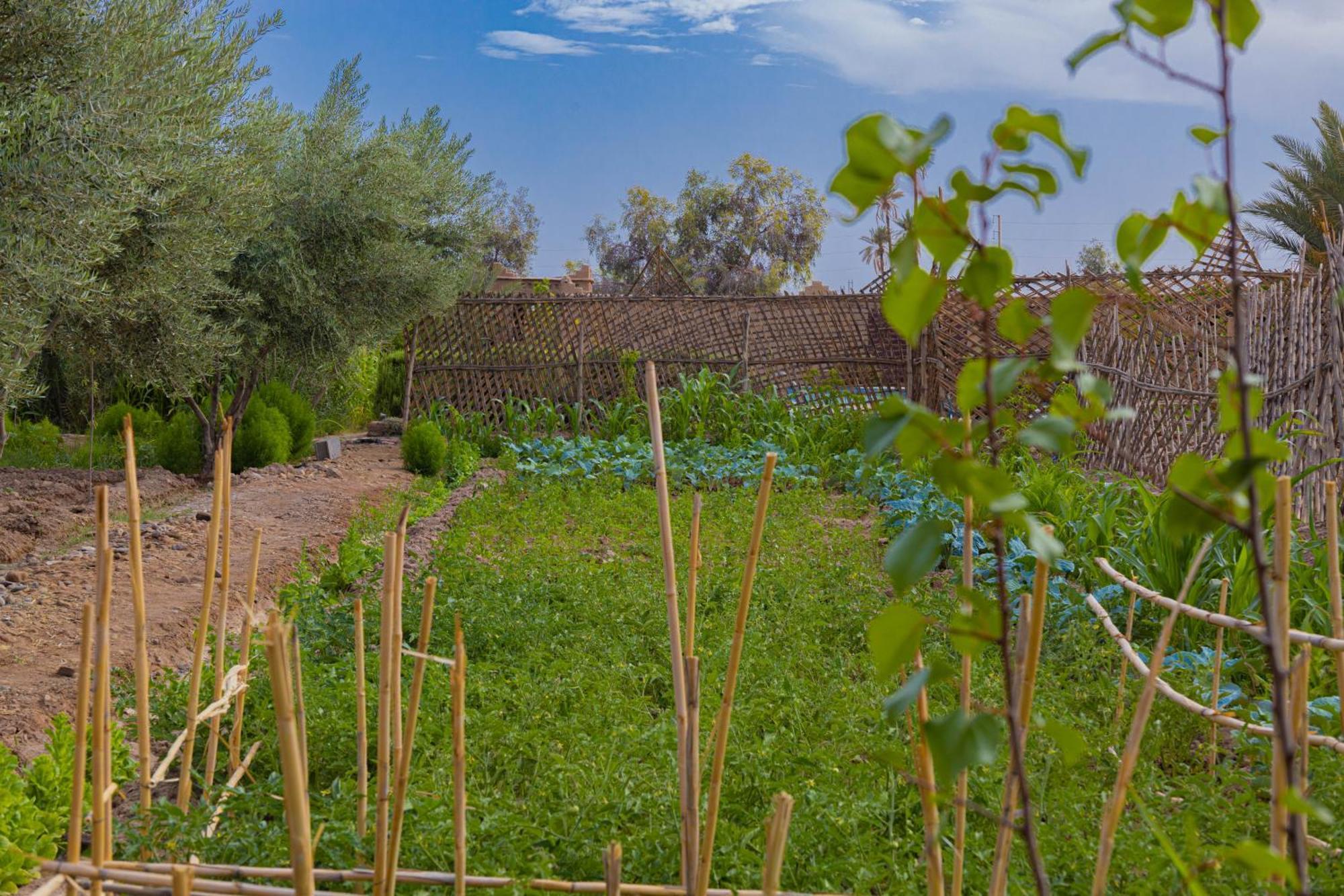 Maison D'Hote Amridil Skoura Exterior foto